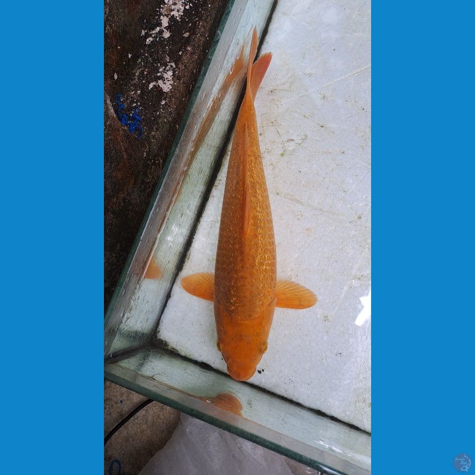 karamel
