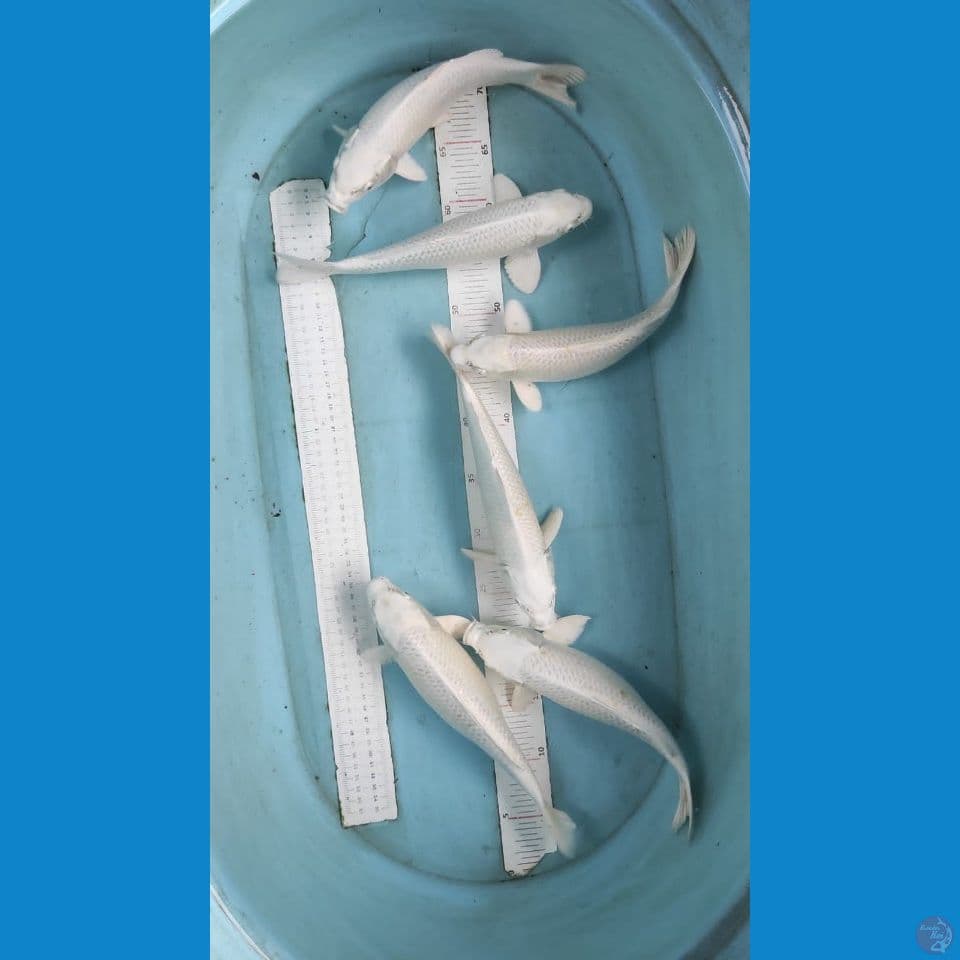platinum 27-29cm 6ekor