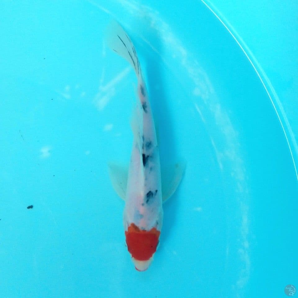 TANCHO SANKE KUMPAY 21CM