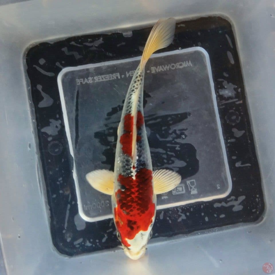 KUJAKU SUPER RED ORI 17CM