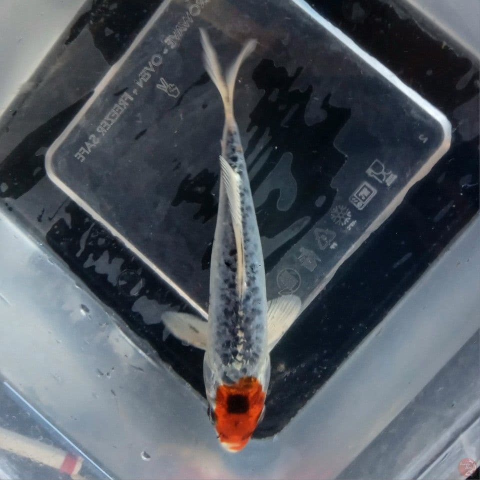 TANCHO KUJAKU ARAGOKE 15CM