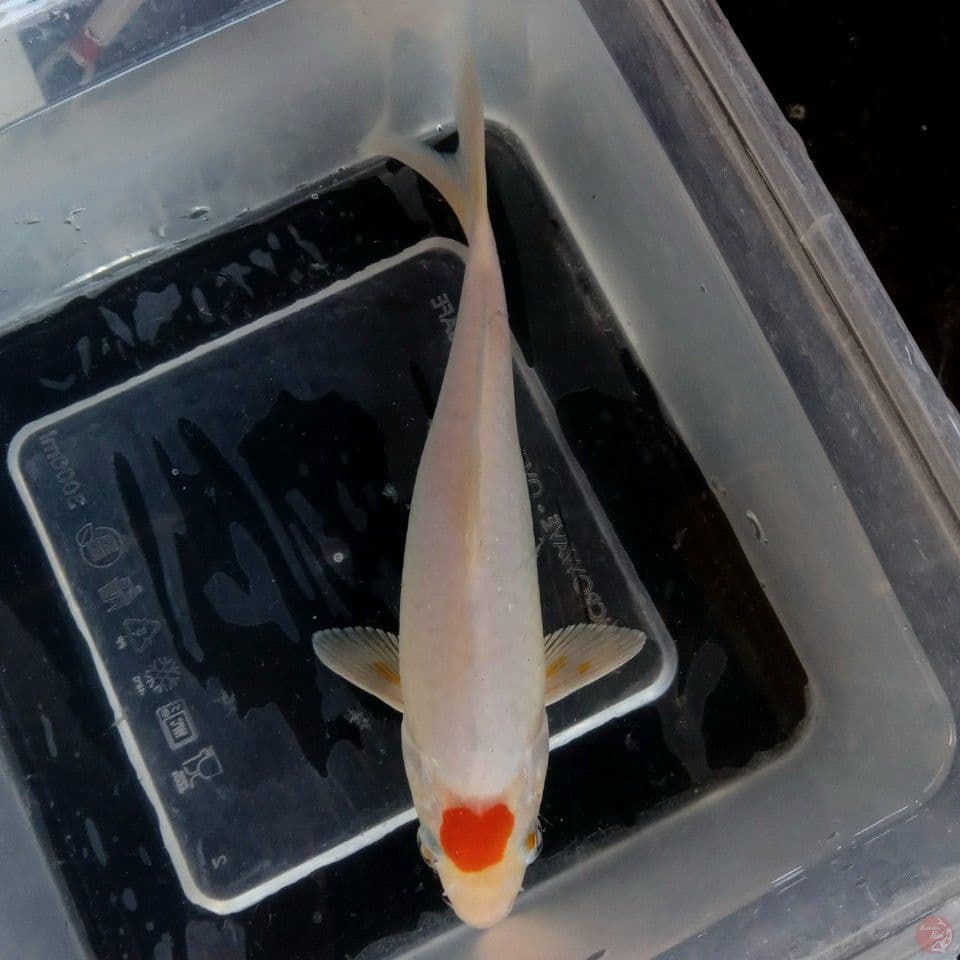 TANCHO 18CM