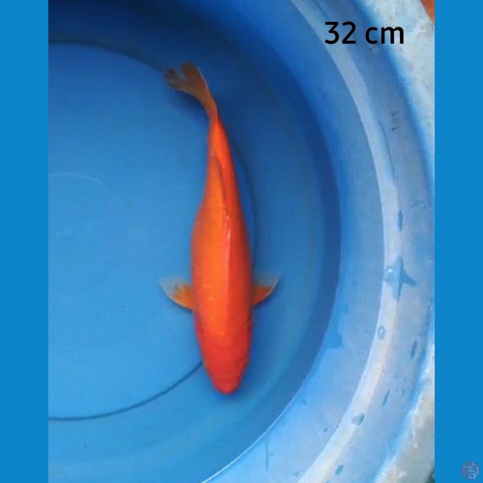Benigoi strong 32 cm