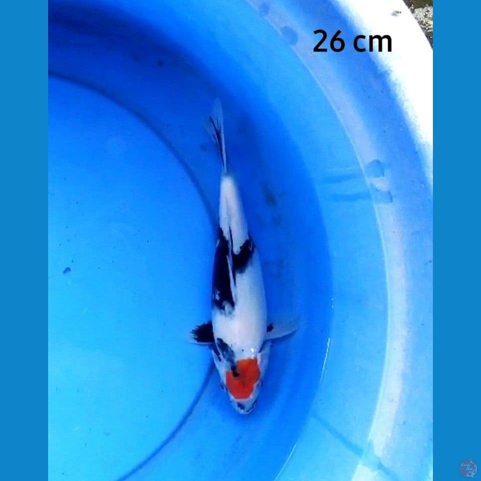 Tancho showa ori 26 cm