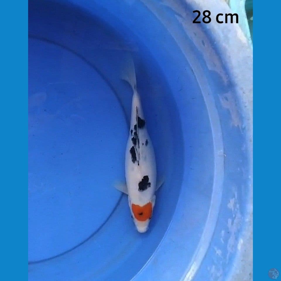 Tancho sanke 28 cm