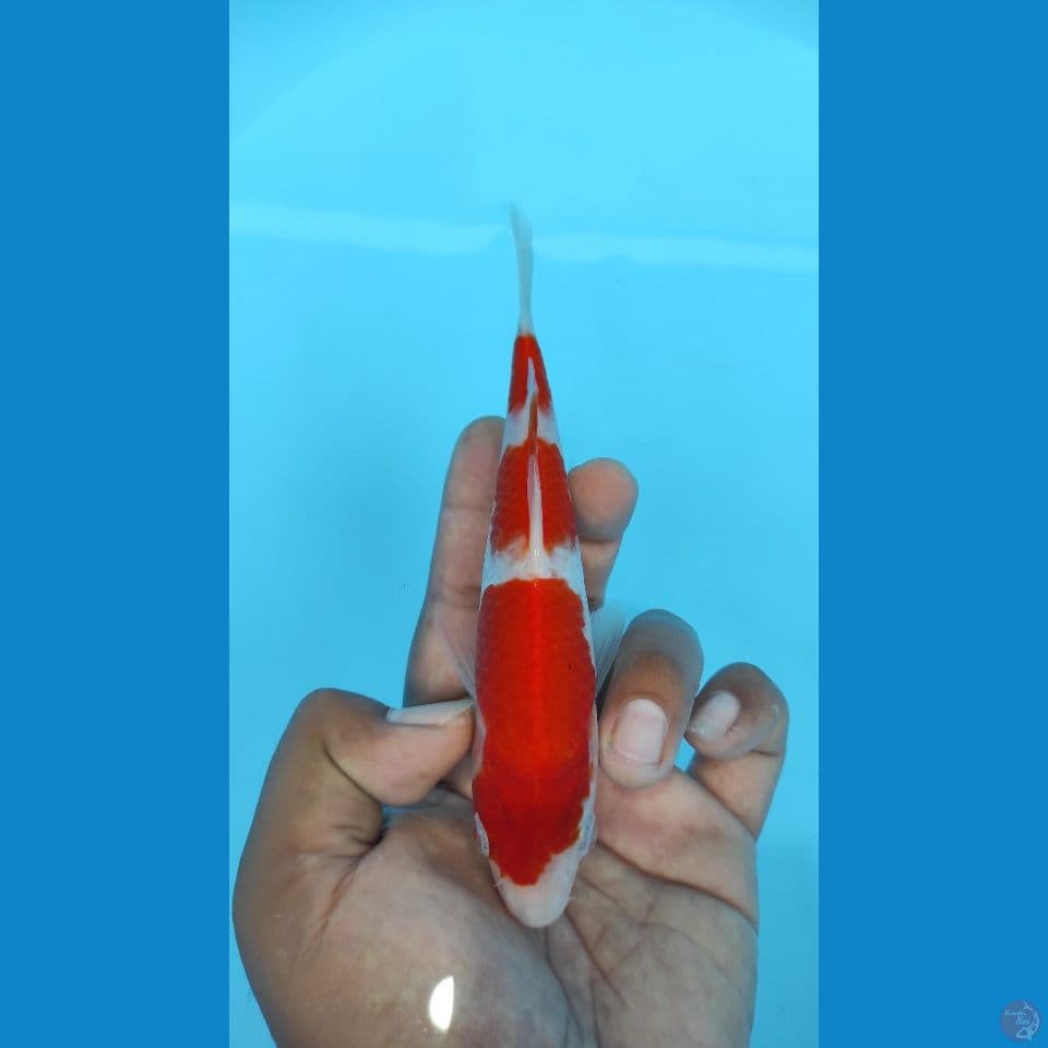 kohaku 18cm