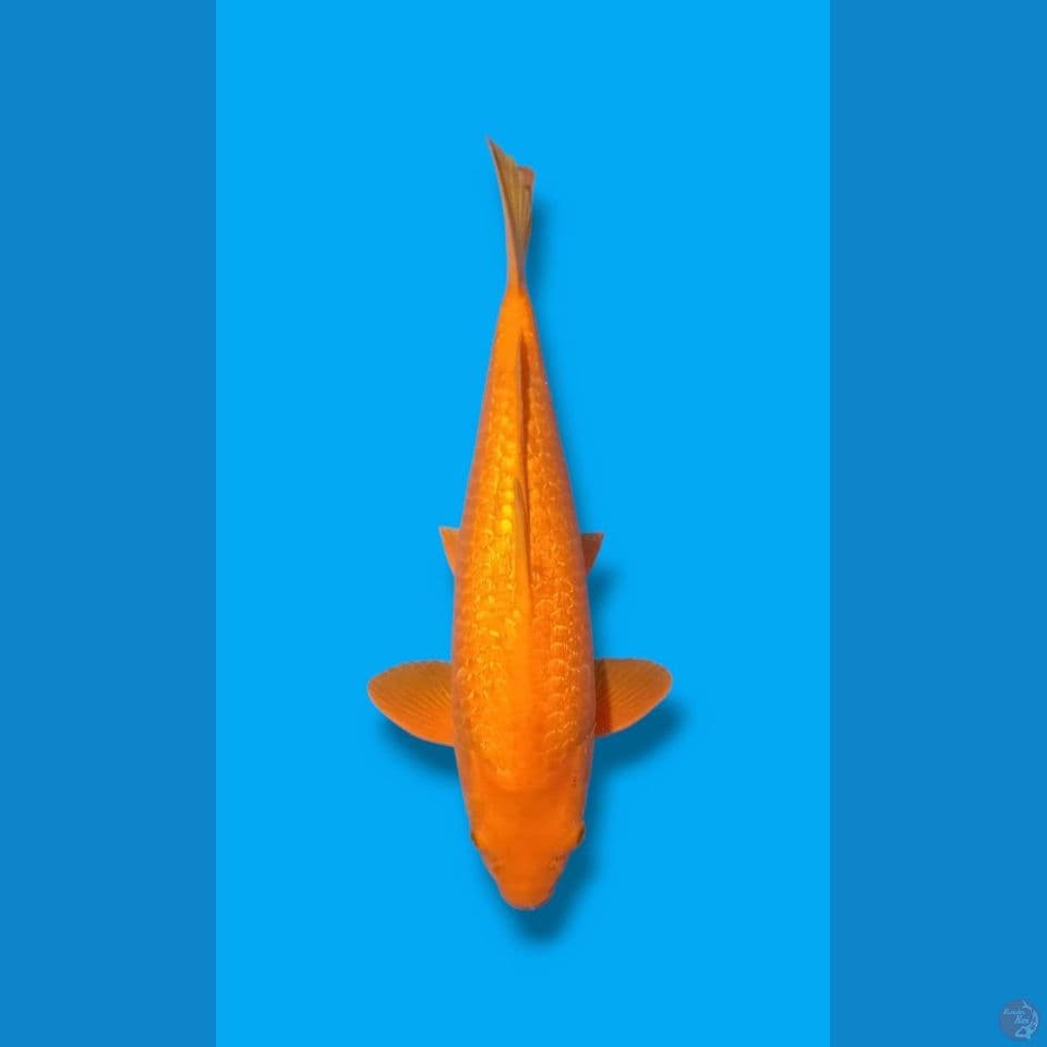 Karashi Ginrin 45cm Male