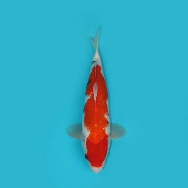 Showa 31 cm