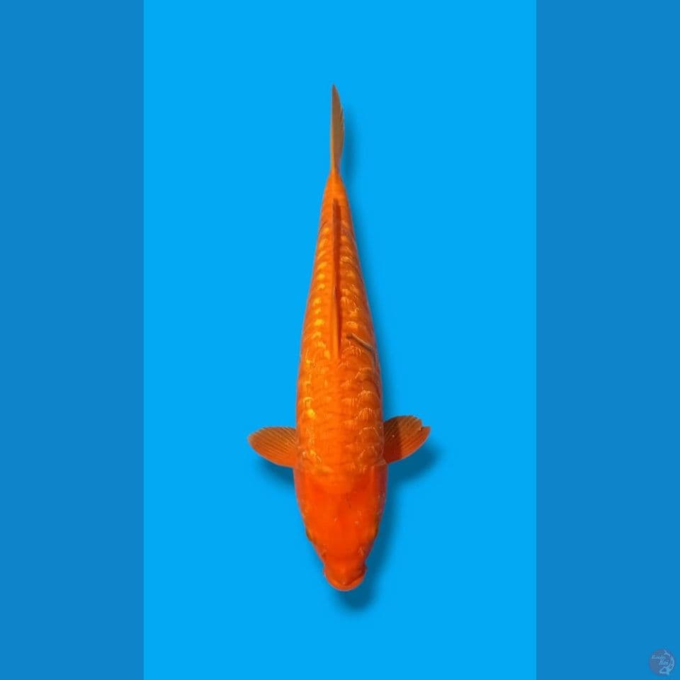 karashi mango aragoke 45cm female