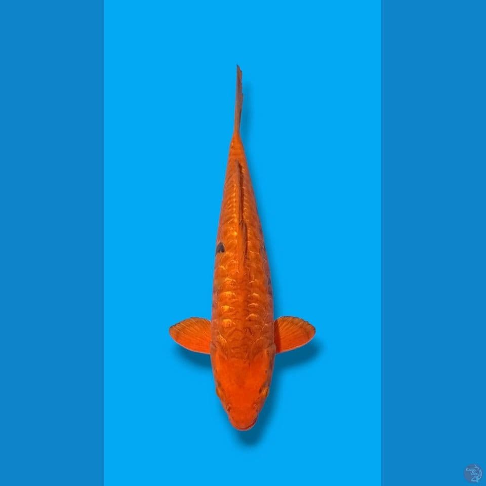 karamel aragoke 45cm male