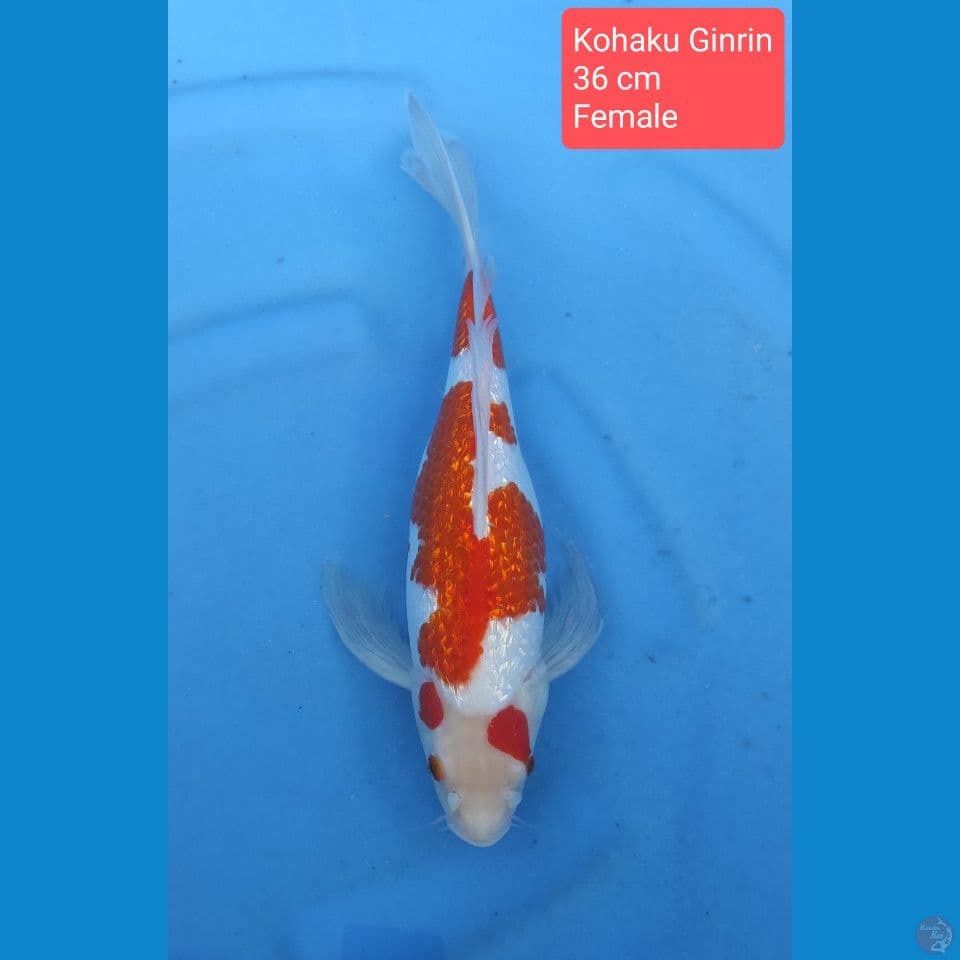 kohaku ginrin slayer 36 cm sq F