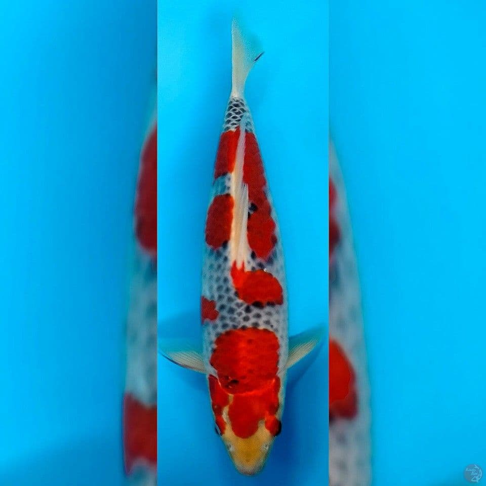 GOSHIKI SHOW QUALITY 35cm Up MALE