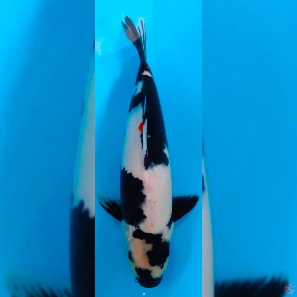 SUPER SHIRO MALE 40CM