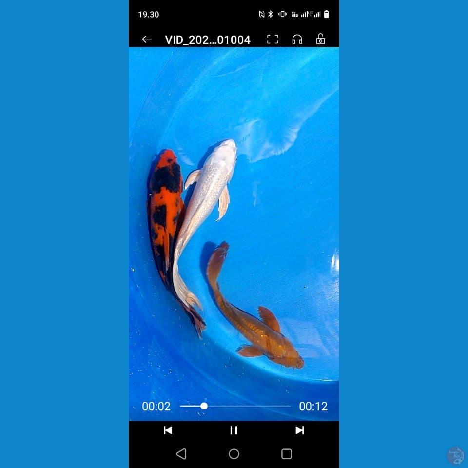 35 38 cm kumpaiy