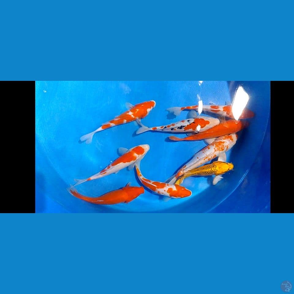 25 30 cm 9 ekor