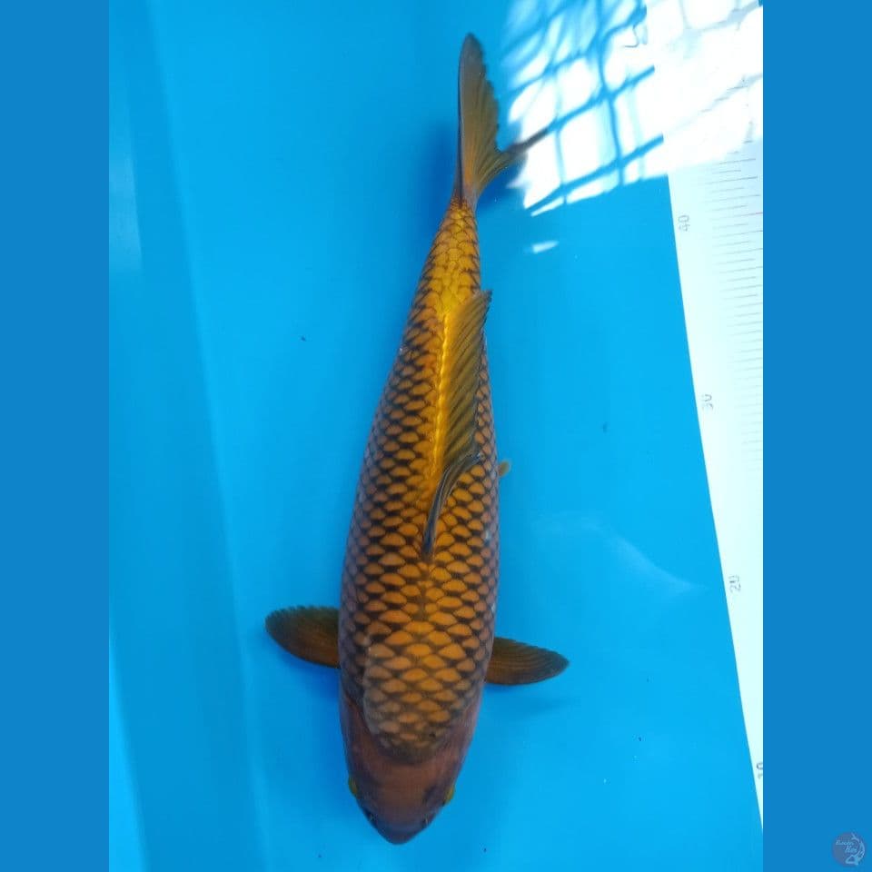 Cagoi bulky 40cm