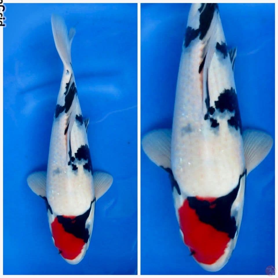 Tc showa Shod body ori F1 sakai 32cm male