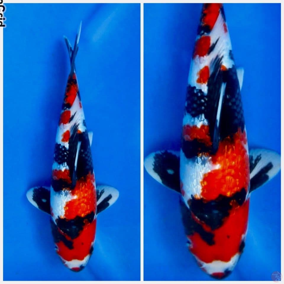 Showa full Gingrin F1 sakai 30cm male