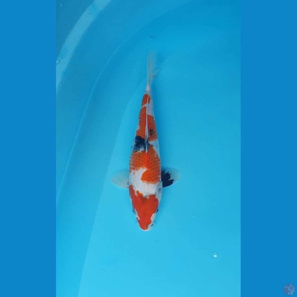 showa 23cm