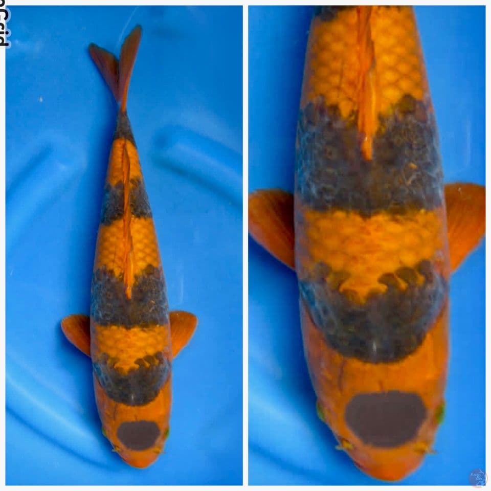 Chasuri f1 40 cm male
