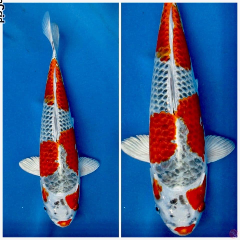 Red kujaku 35cm male