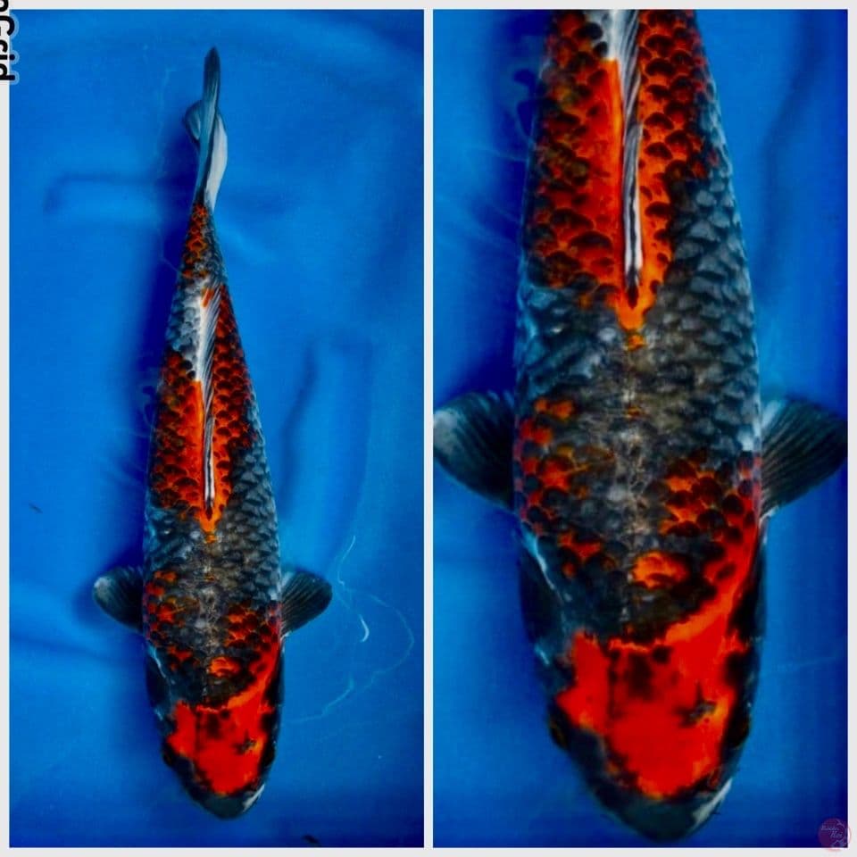 kuragoshiki 43cm male