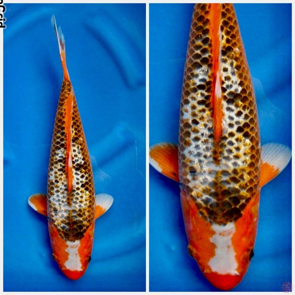Asagi antik size 40cm male