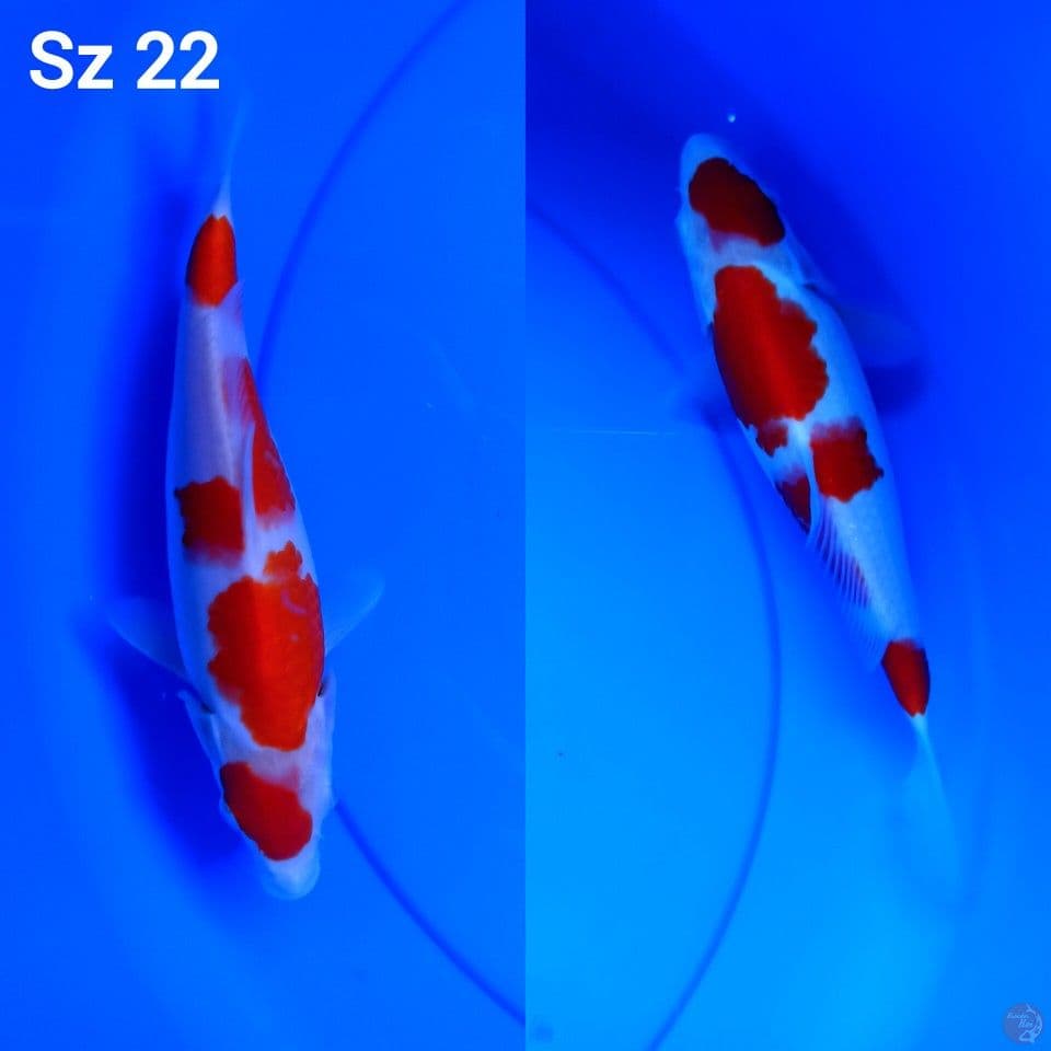 kohaku hq original sz 22