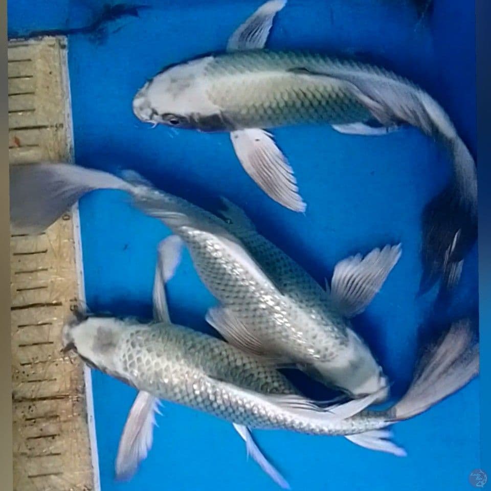 KUMPAY MUKASI SILFER 25CM