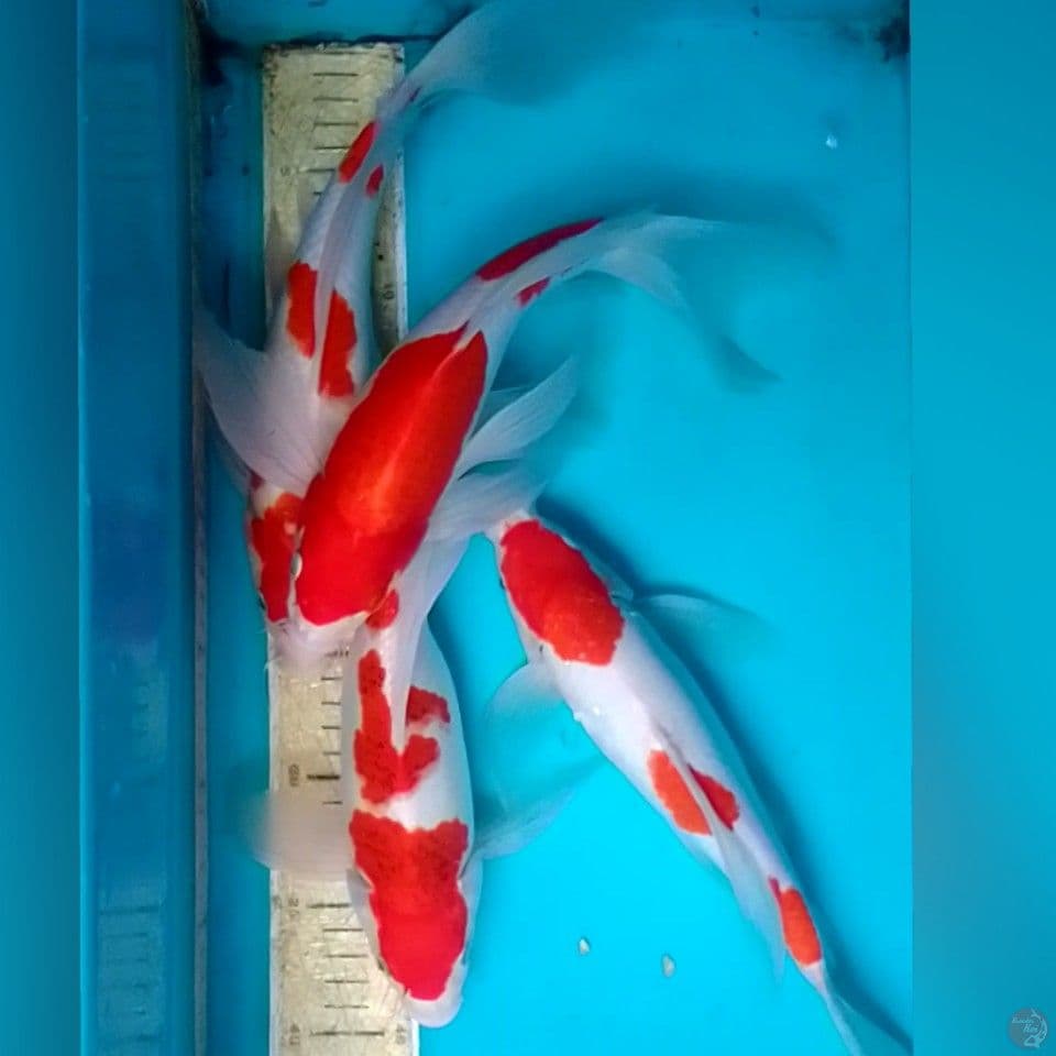KUMPAY KOHAKU 30-33CM