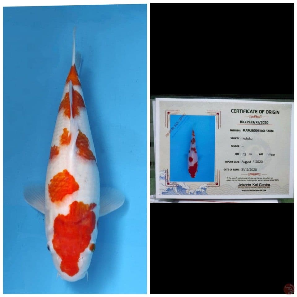 Maruboshi Kohaku