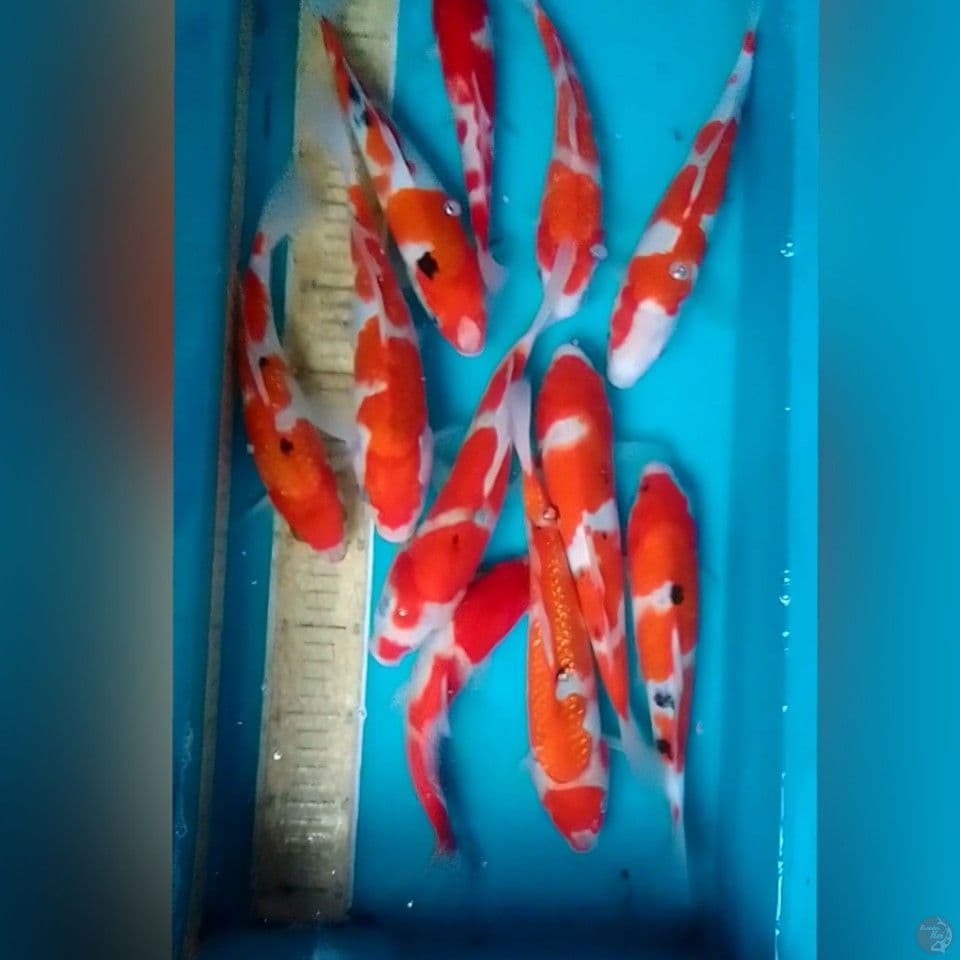PAKET HEMAT 23-30CM 11EKR