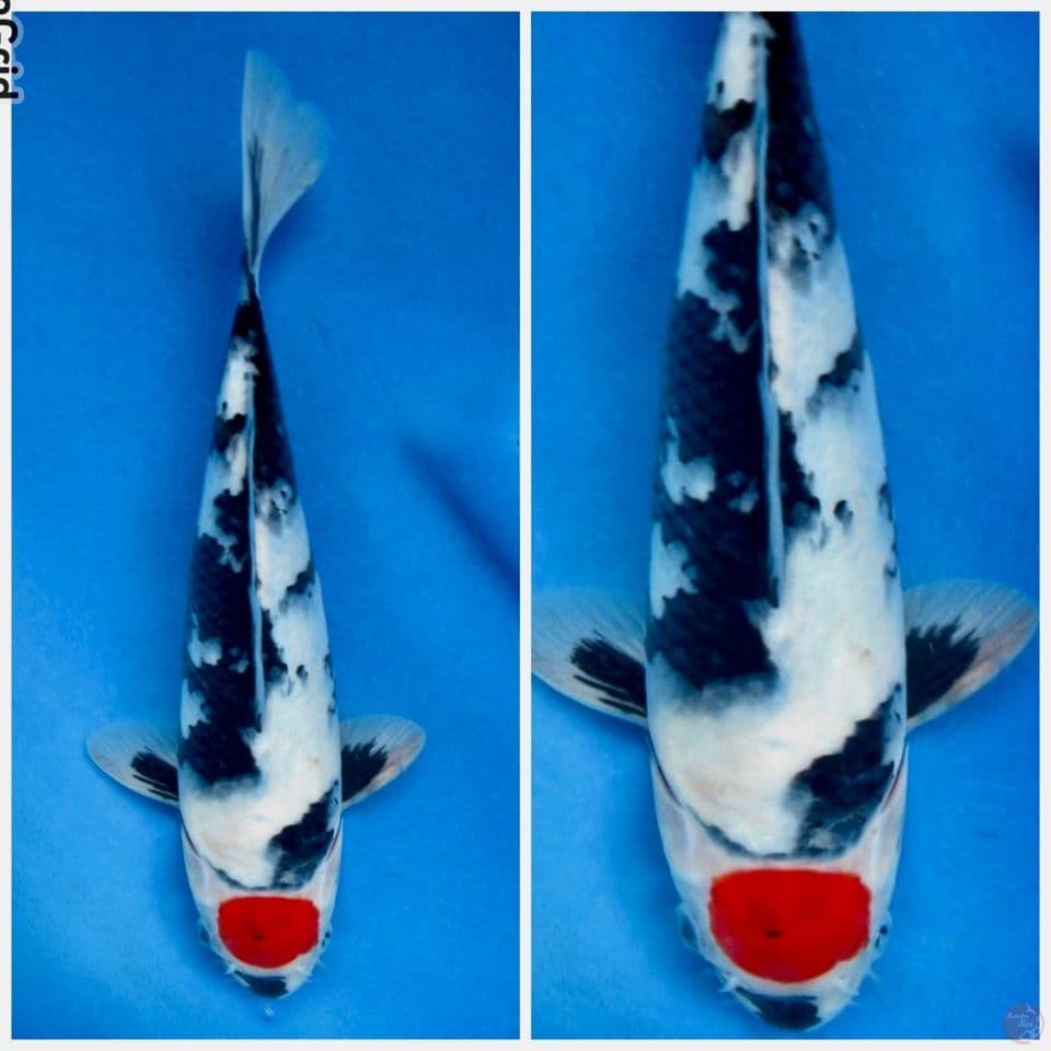 Tc showa ori F1 sakai 25cm male