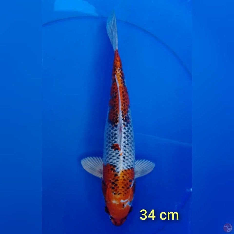 kujaku size : 34 cm.m