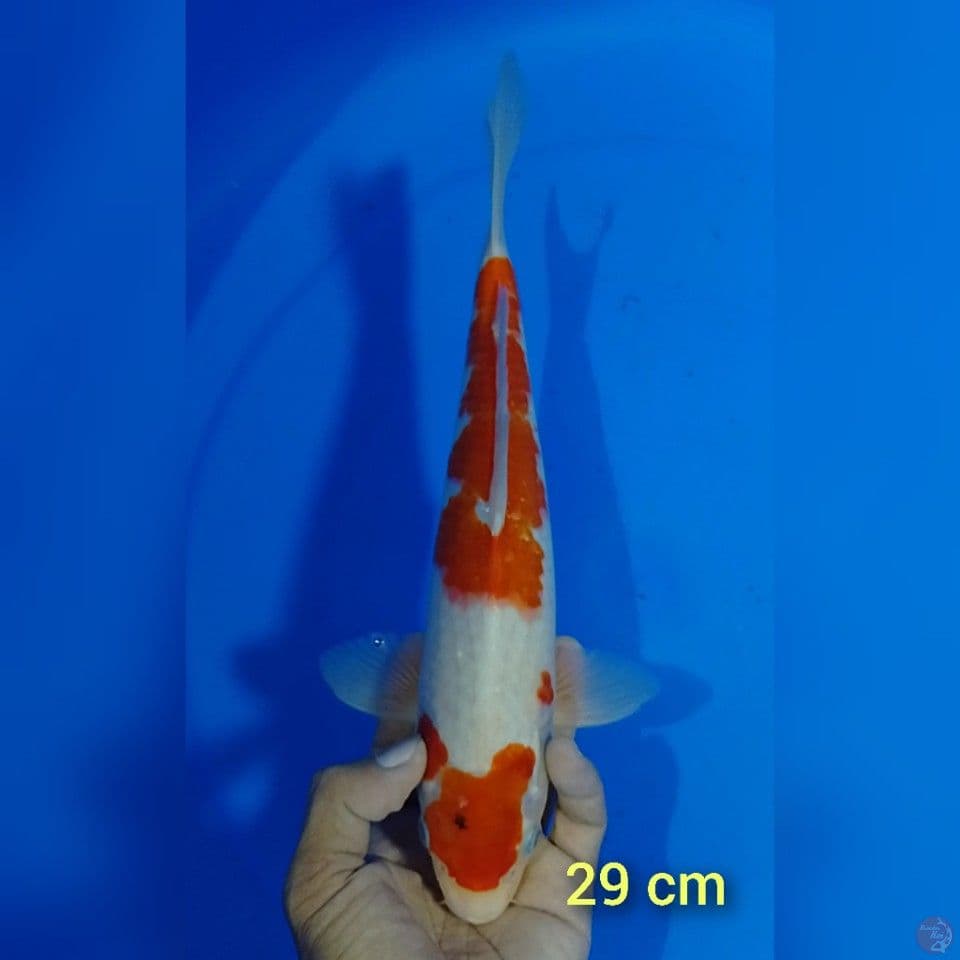 sanke size : 29 cm.m