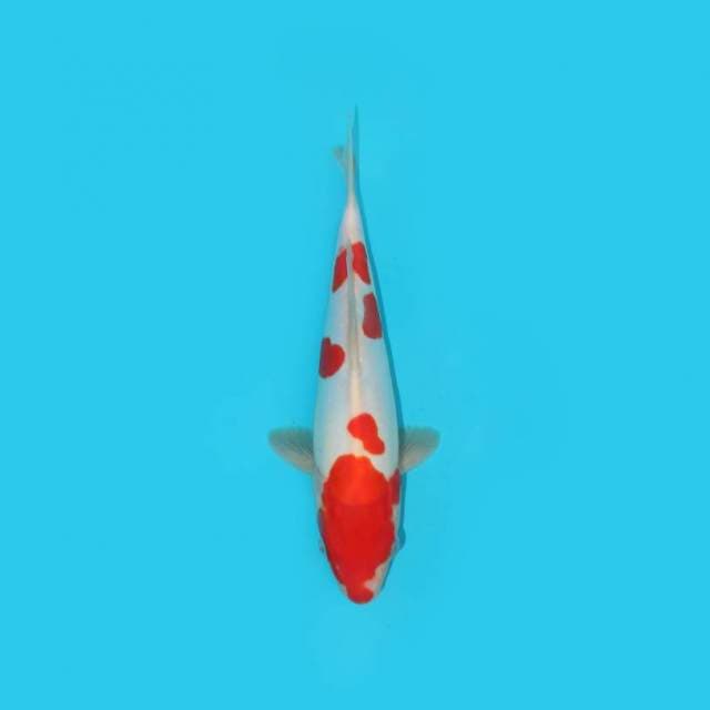 Kohaku doitsu 27 cm