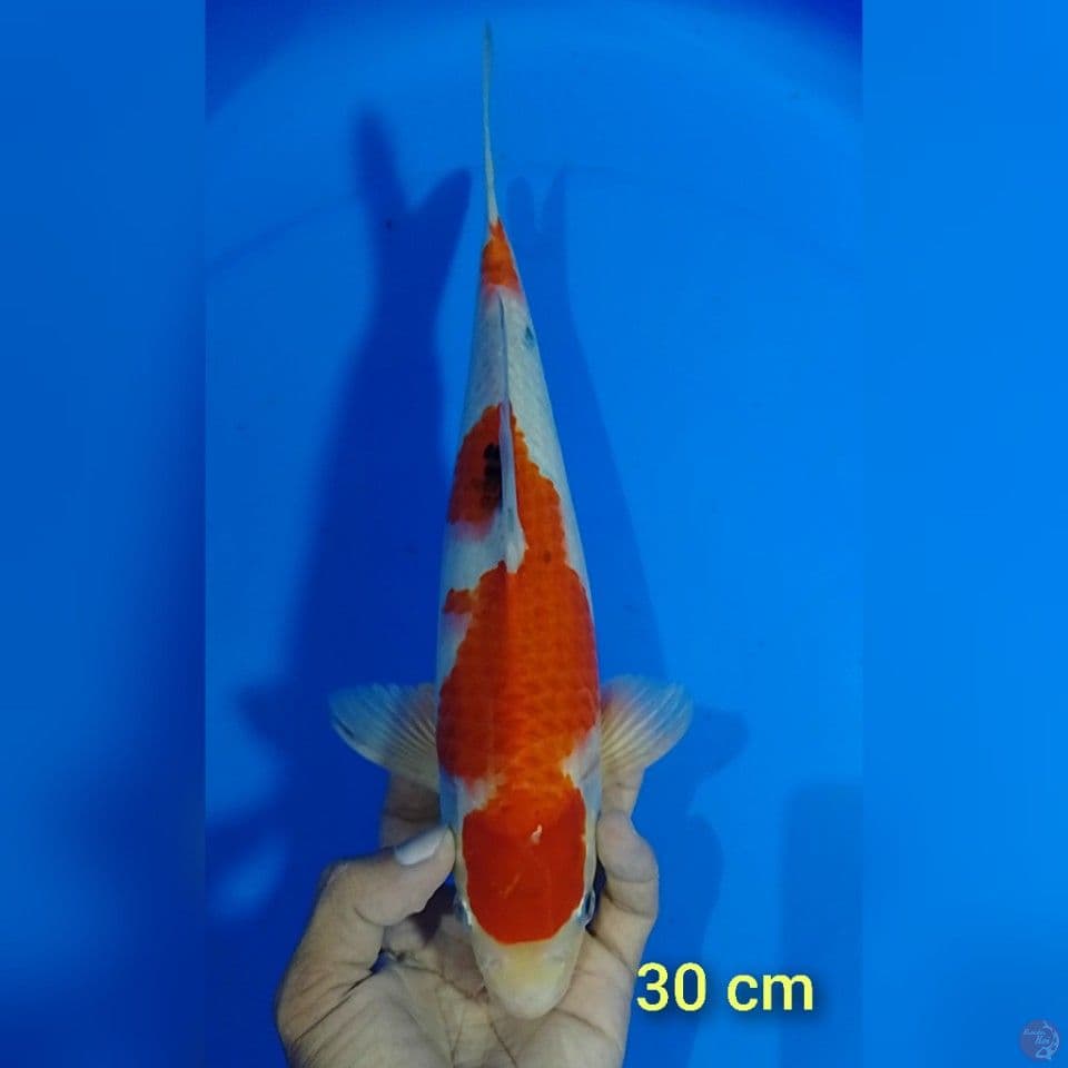 sanke size : 30 cm.m