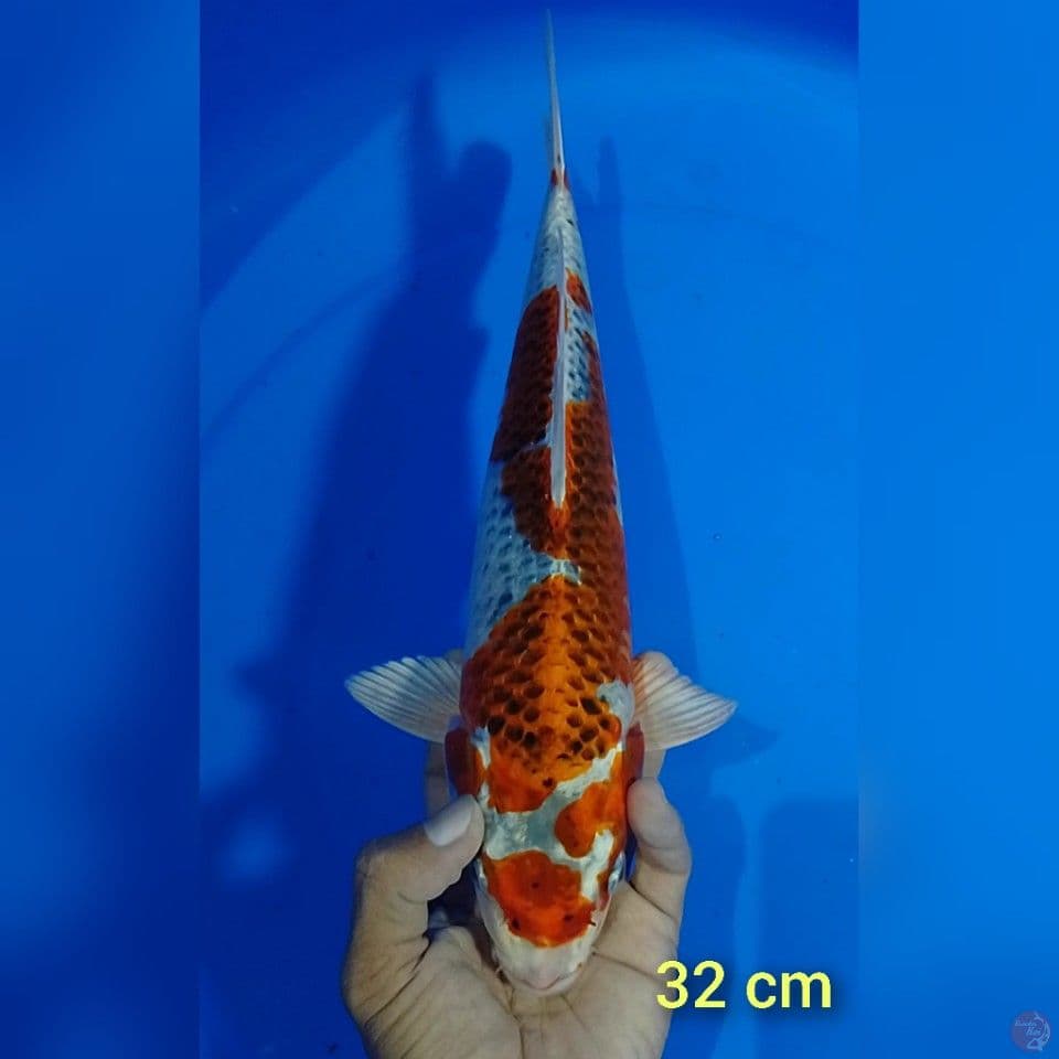 kujaku size : 32 cm.m