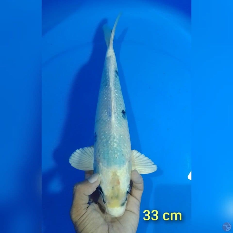 matshu kawa bake size : 33 cm.m