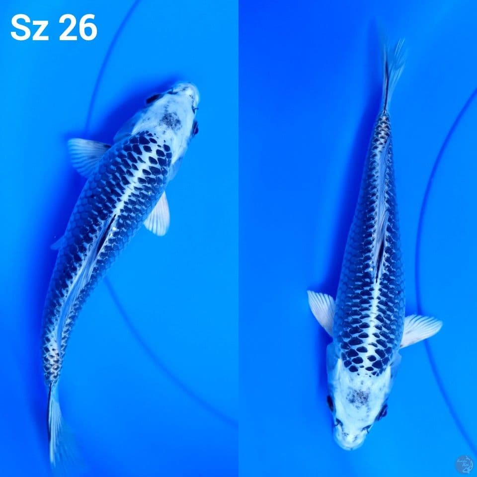 gin matsuba hq sz 26