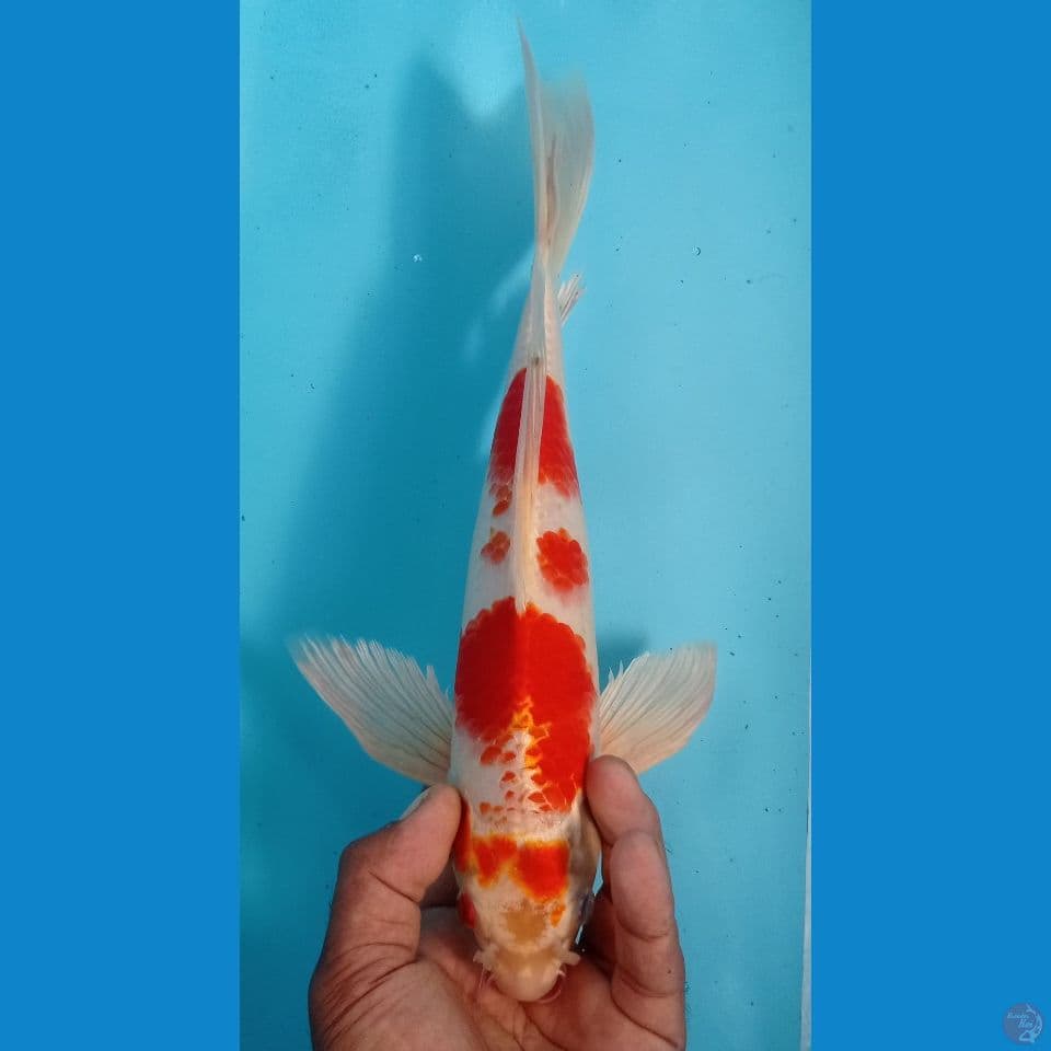 SAKURA OGON 34