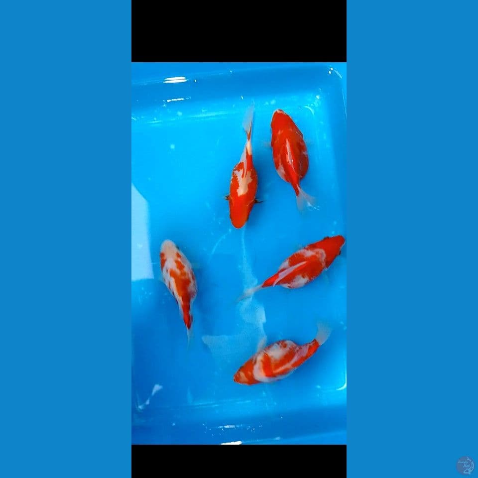 TAMASBA 14 17