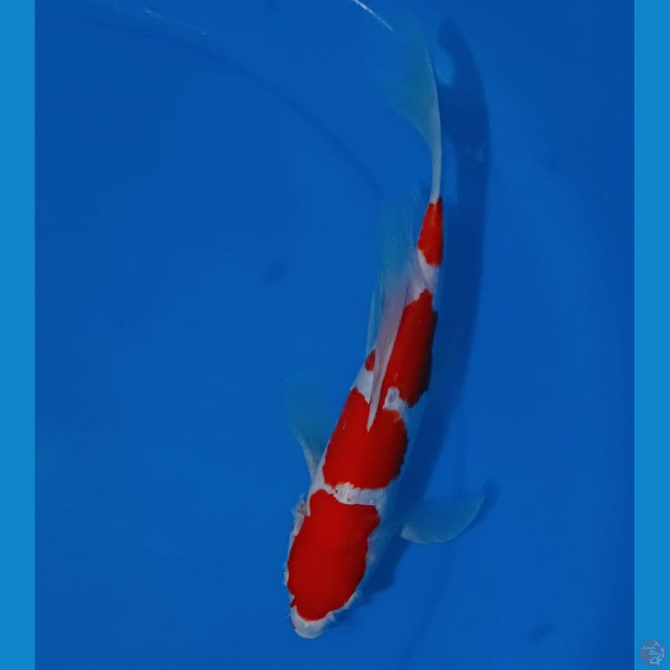 kumpay kohaku 29cm jantan
