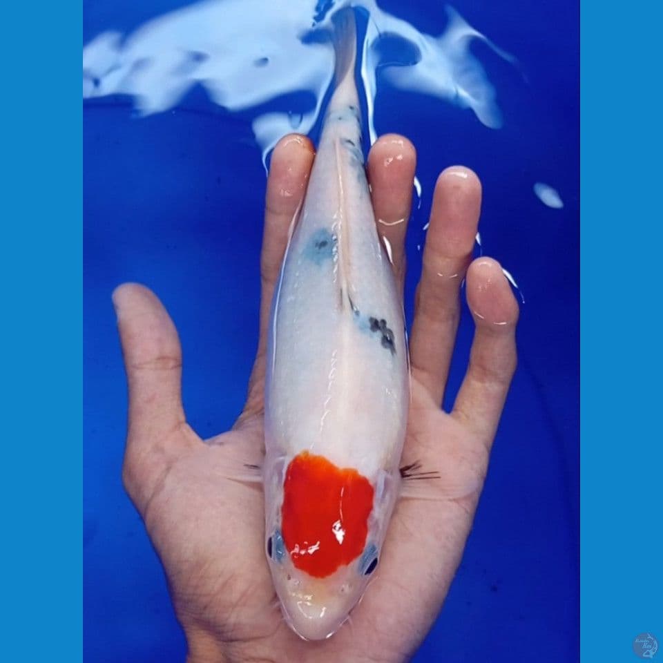 tc showa tategoi ori 23cm female