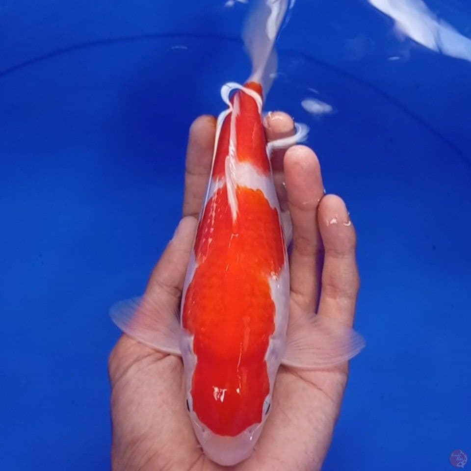 kohaku Nidan Sq 23cm male