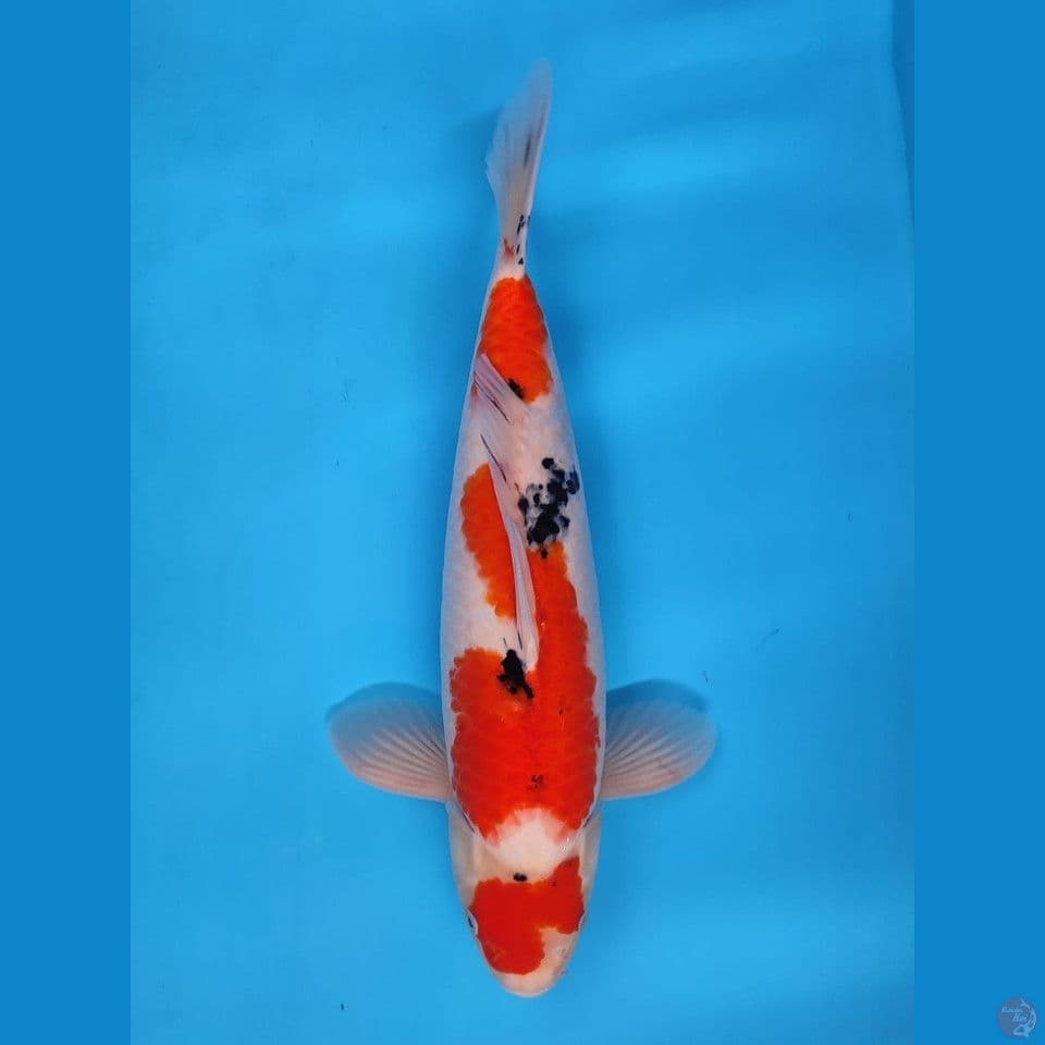 SANKE BAKAT JUMBO 40CM - MALE