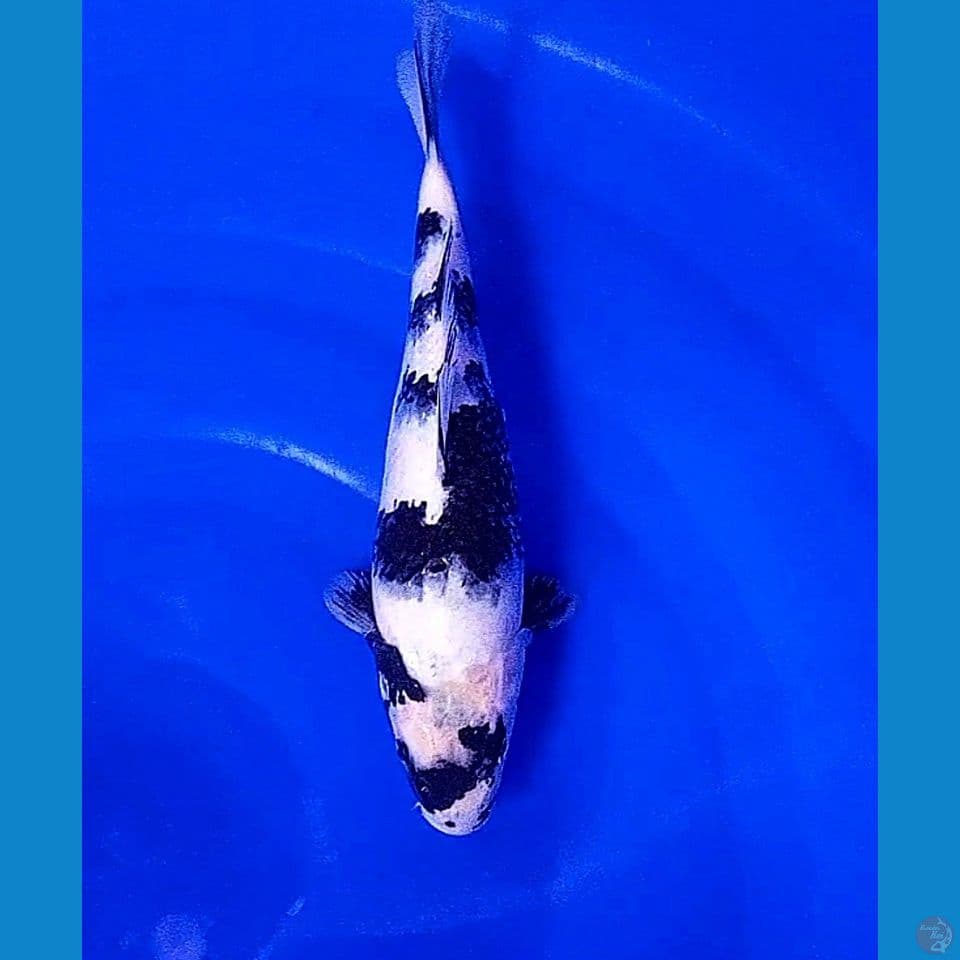 30 bu shiro utsuri pattern