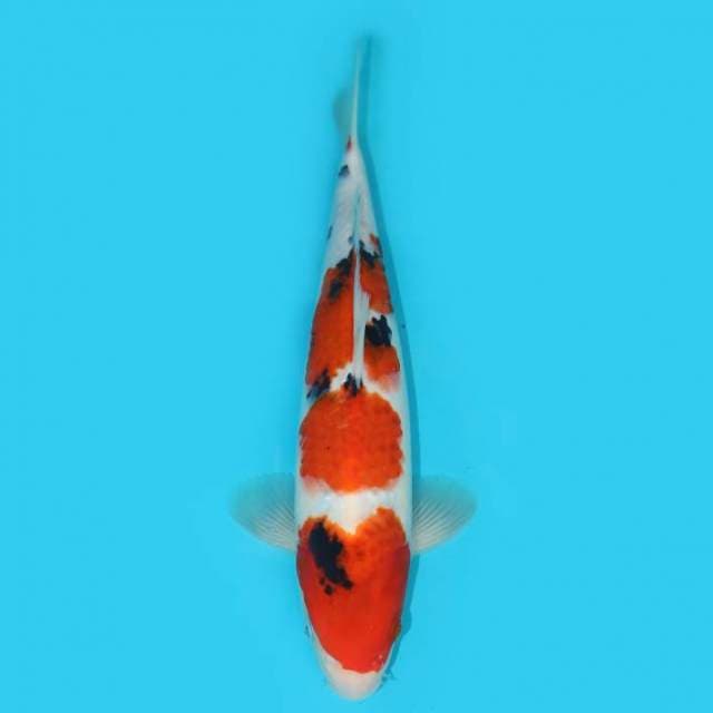 Showa 29 cm