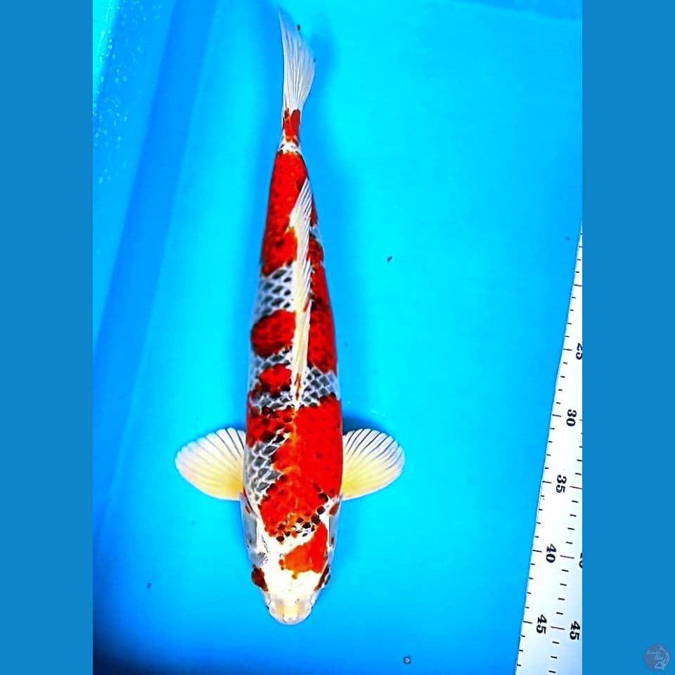 KUJAKU STRONG 44CM MALE