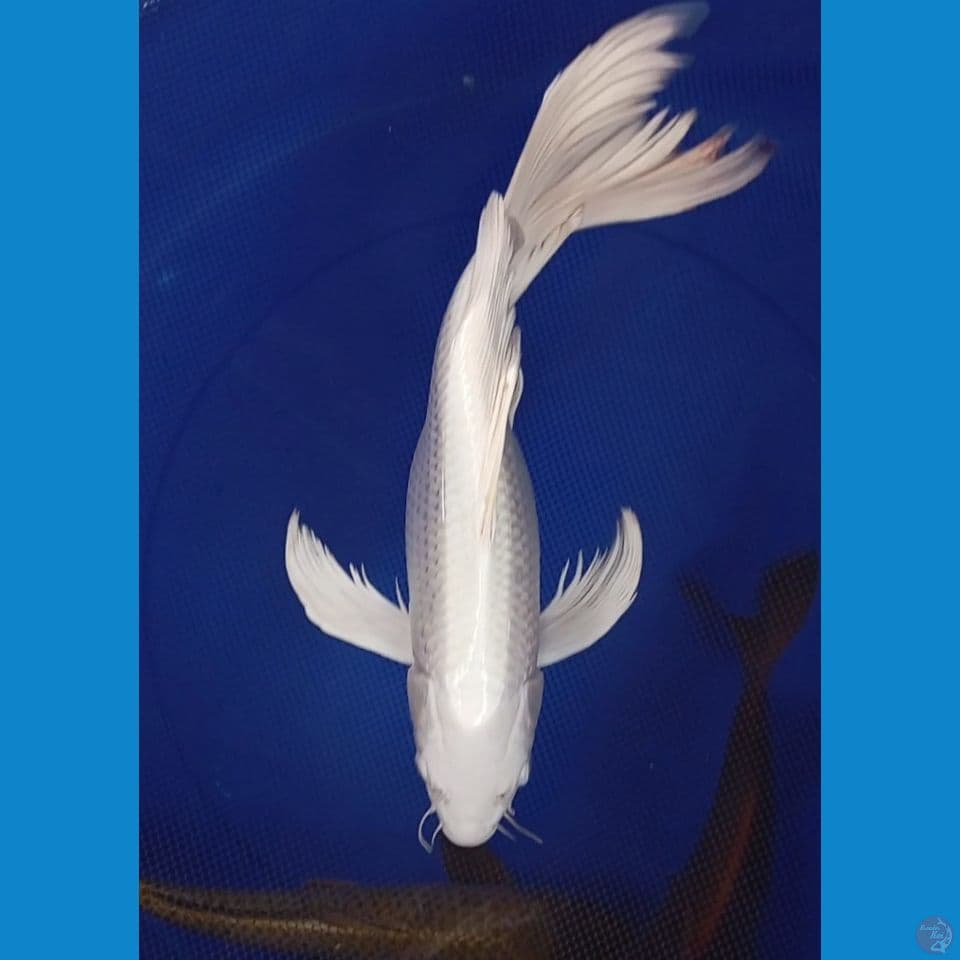 kumpay platinum 35cm